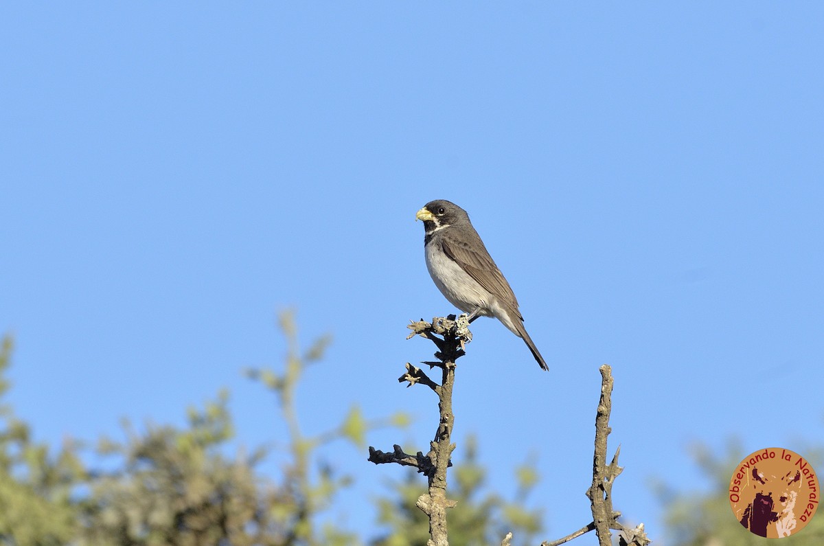 Double-collared Seedeater - Nahuel Melisa Aguirre Gago