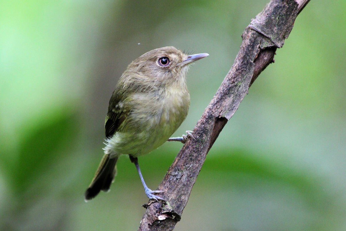 Kaempfer's Tody-Tyrant - Guilherme  Willrich