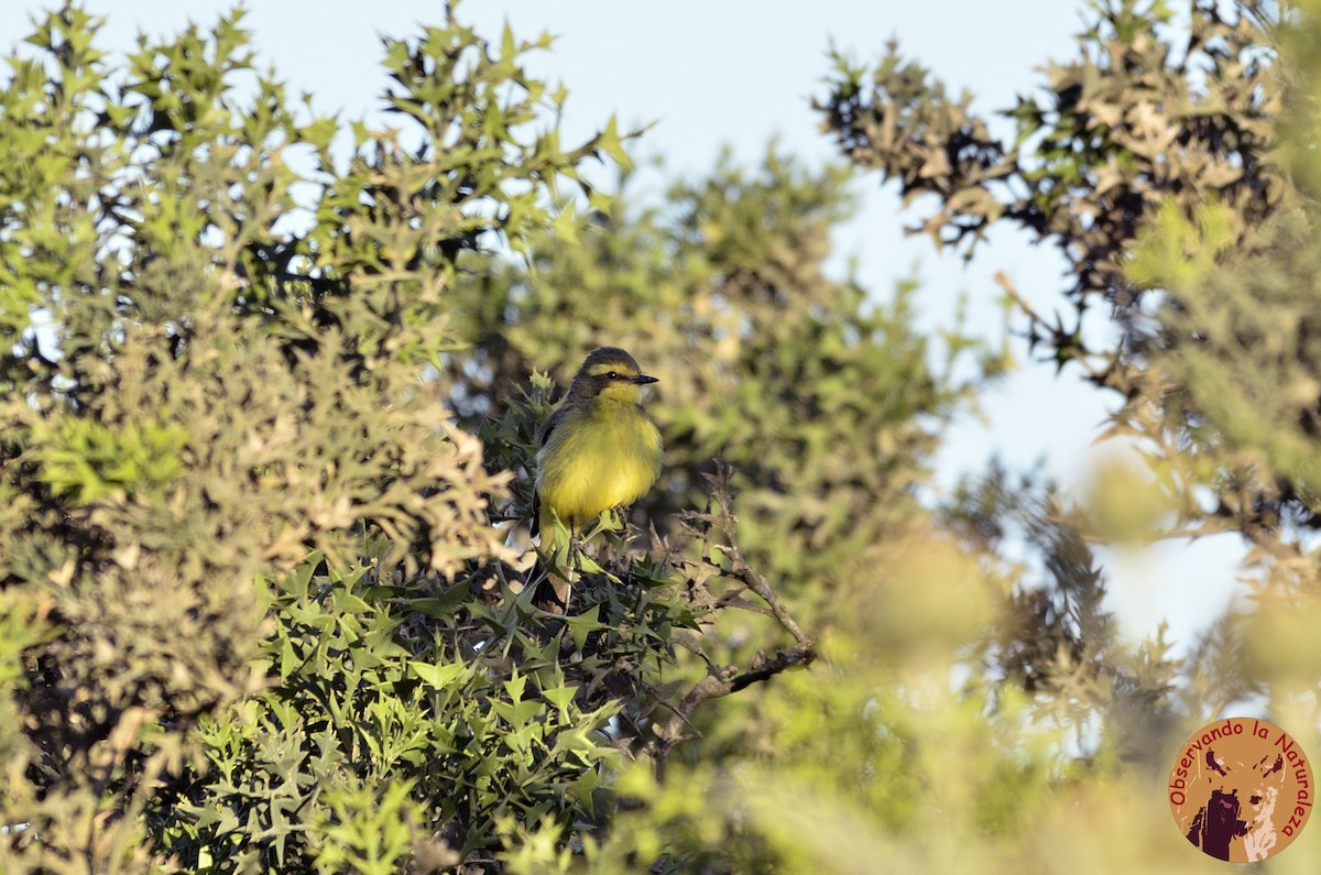 Yellow-browed Tyrant - ML76798761