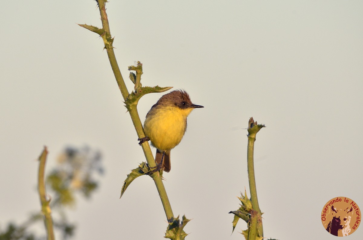 Warbling Doradito - ML76798911