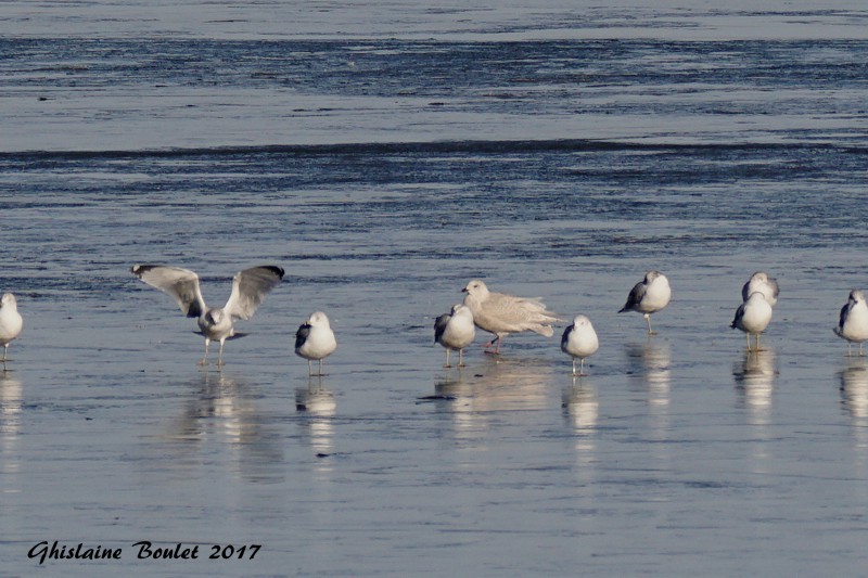 Iceland Gull - ML76798931