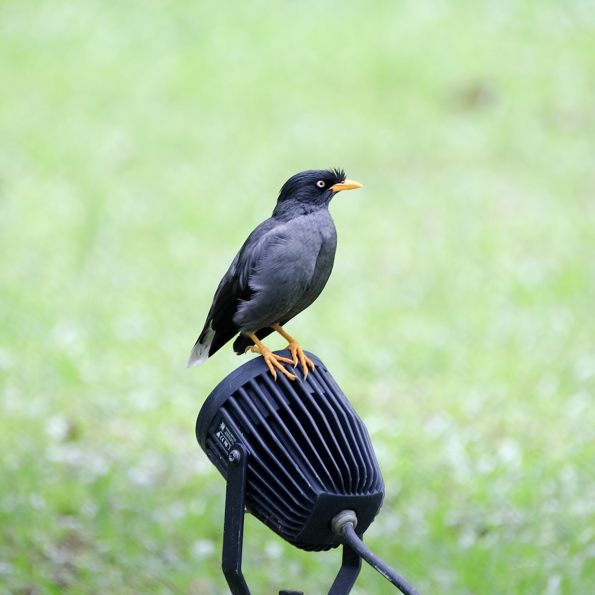 Javan Myna - ML76799881