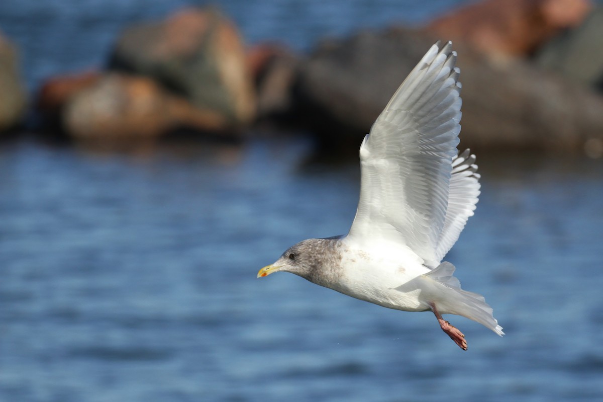 Iceland Gull (Thayer's) - Alex Lamoreaux