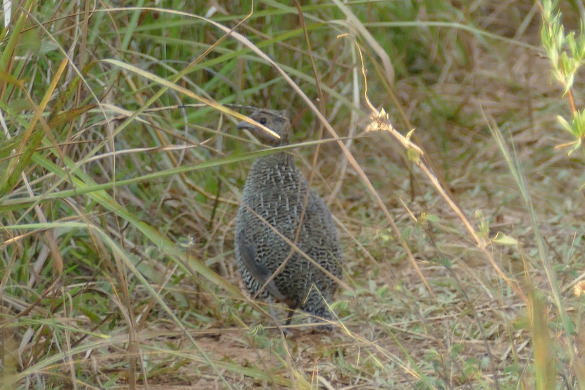 Madagascar Partridge - ML76800421