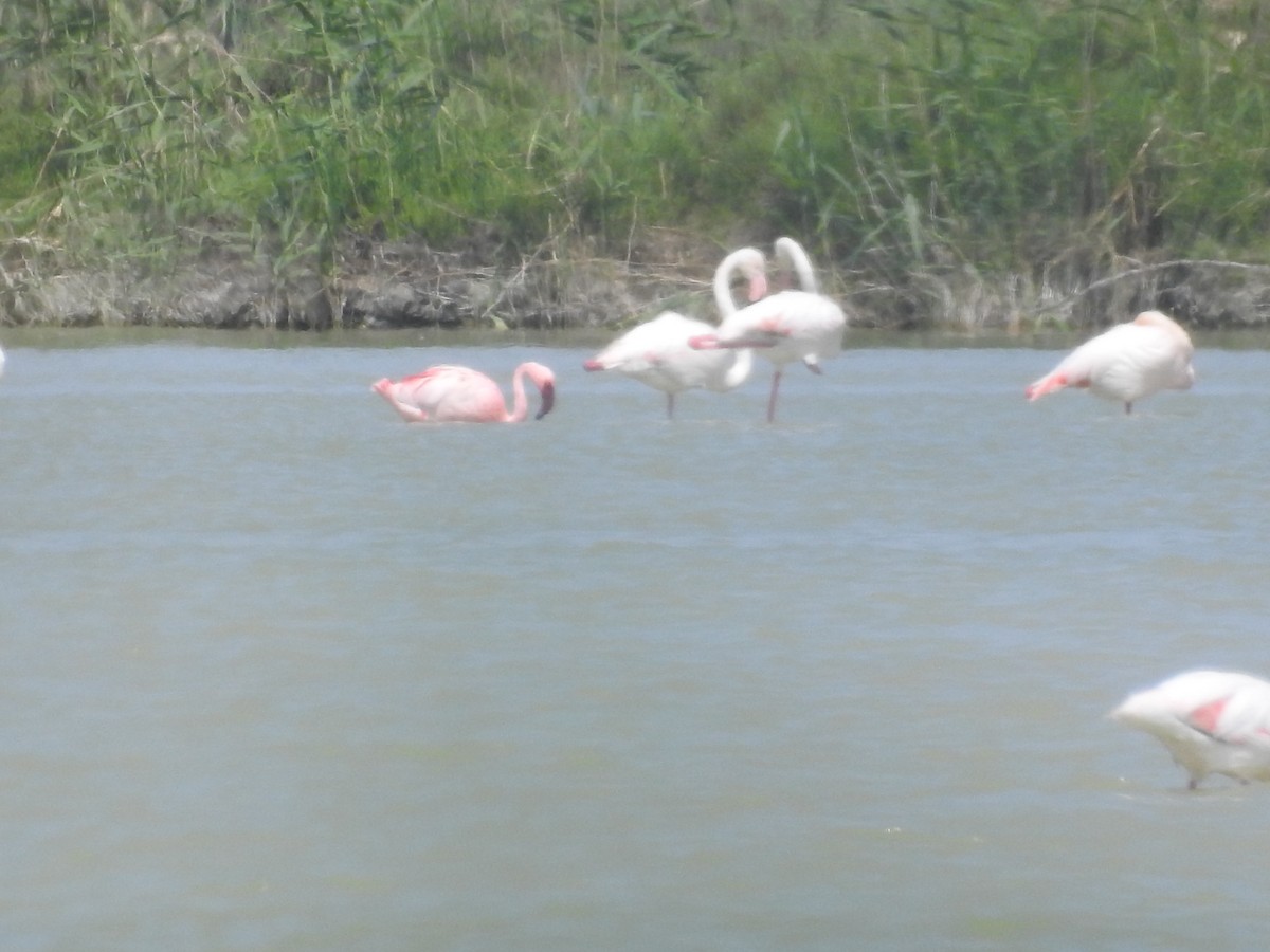 Lesser Flamingo - Mario Navarro Gomis