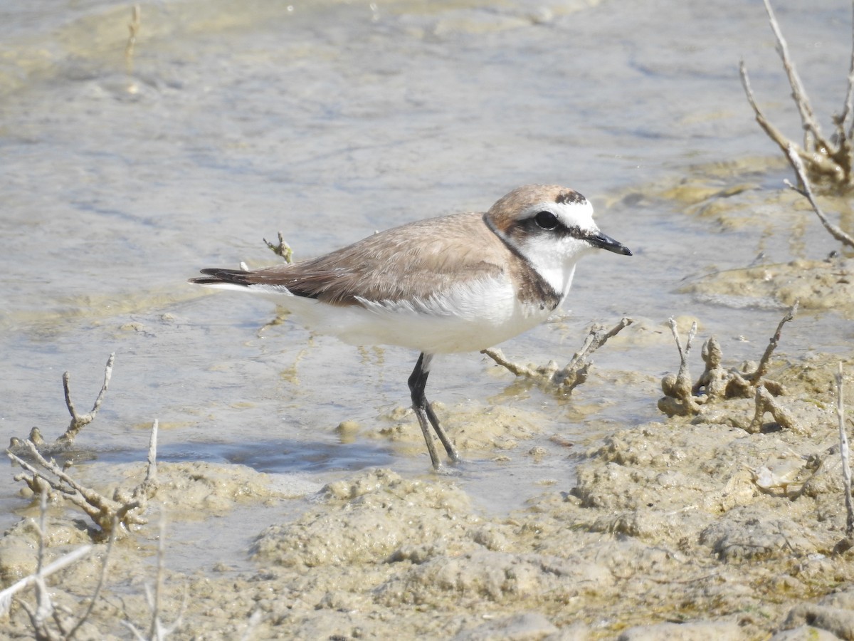 Kentish Plover - Mario Navarro Gomis