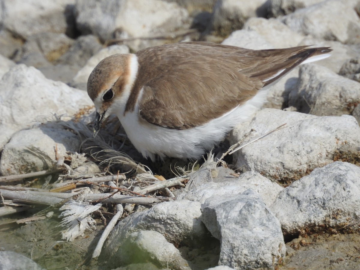 Kentish Plover - Mario Navarro Gomis