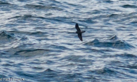 Leach's Storm-Petrel - ML76804771