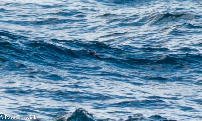 Leach's Storm-Petrel - ML76804781