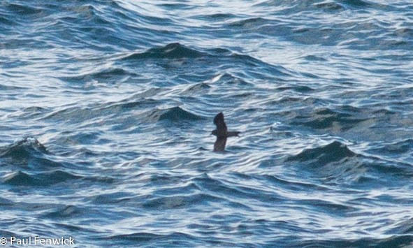 Leach's Storm-Petrel - ML76804791