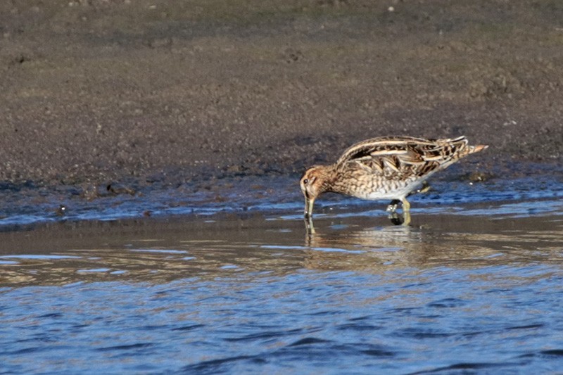 Common Snipe - Francisco Barroqueiro