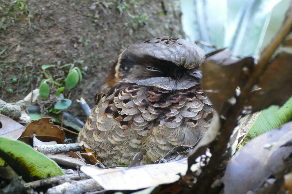 Collared Nightjar - Peter Kaestner