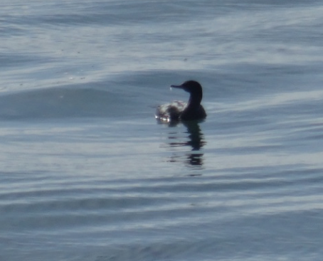 Pelagic Cormorant - ML76806931