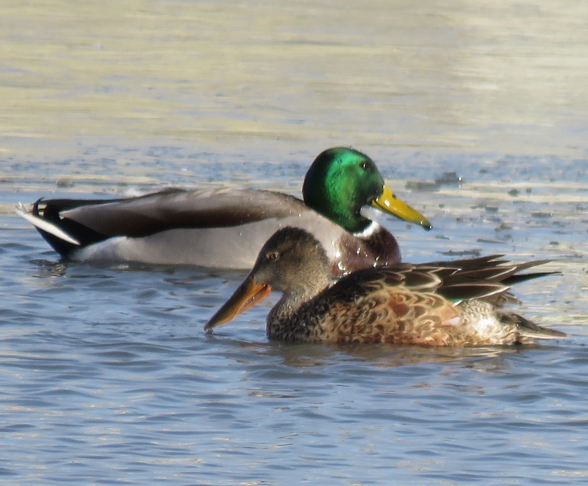 Northern Shoveler - Jan Thom