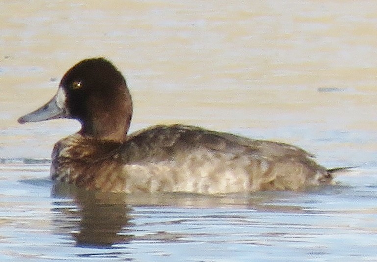 Lesser Scaup - ML76807761