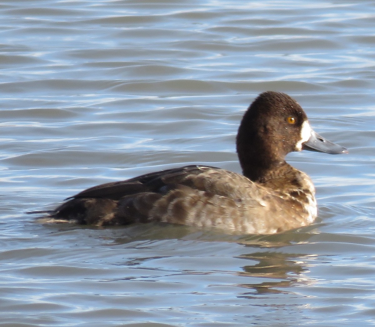 Lesser Scaup - ML76807781