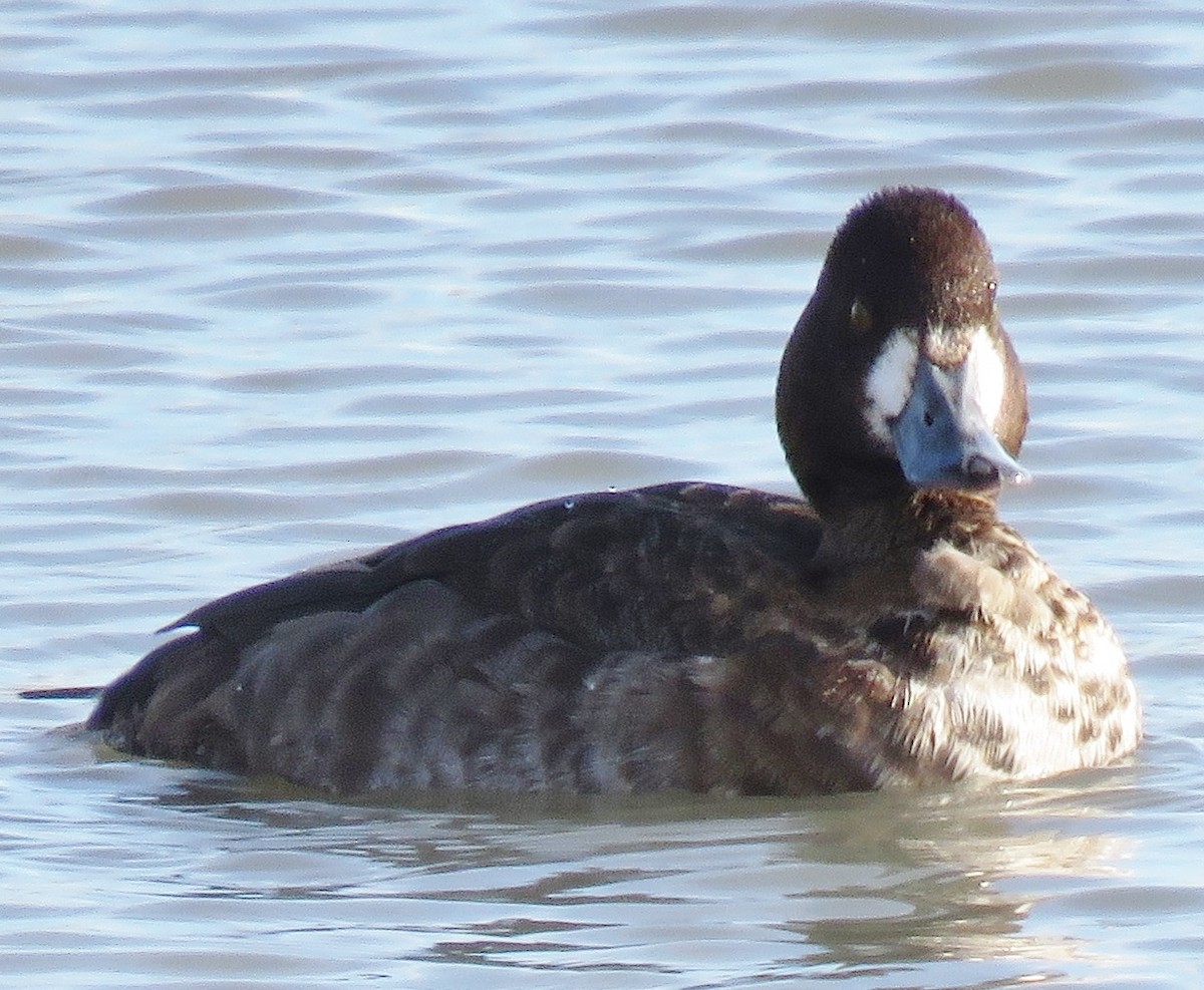 Lesser Scaup - ML76807791