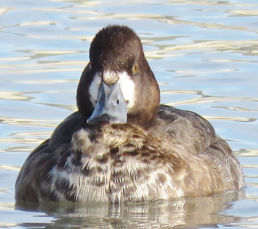 Lesser Scaup - ML76807801