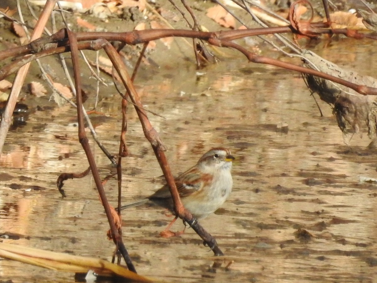 American Tree Sparrow - ML76808031