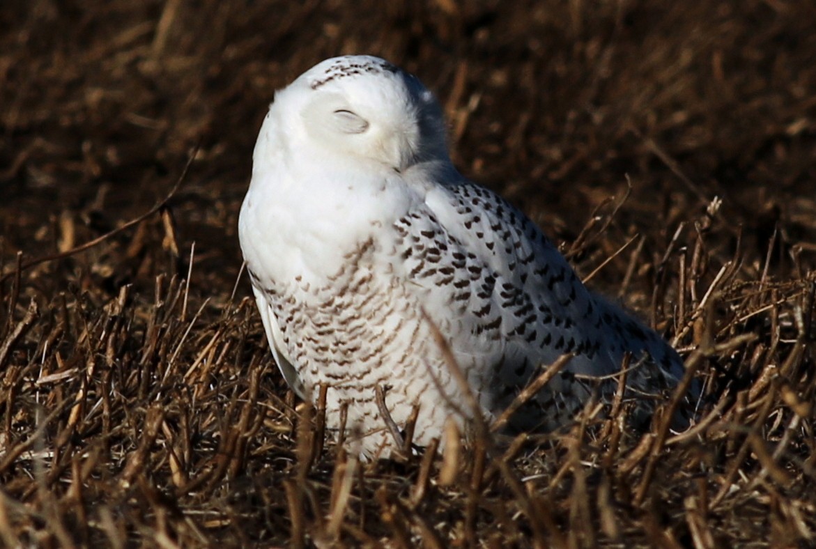 Snowy Owl - Jon G.