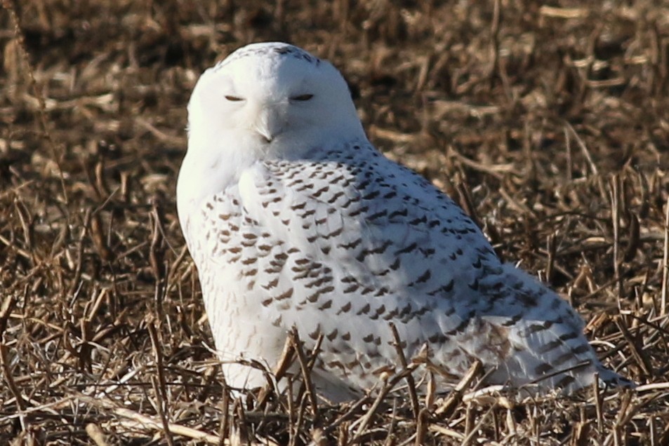 Snowy Owl - Jon G.
