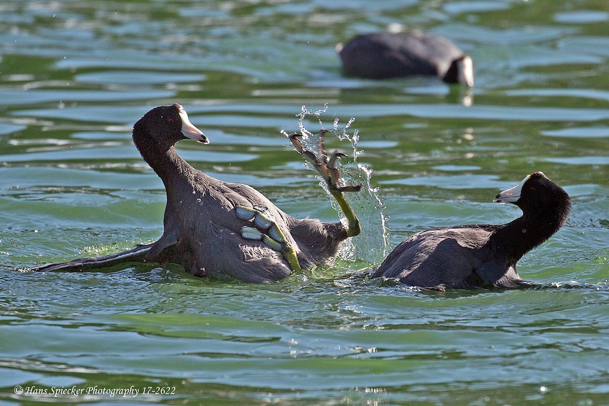 American Coot - Hans Spiecker