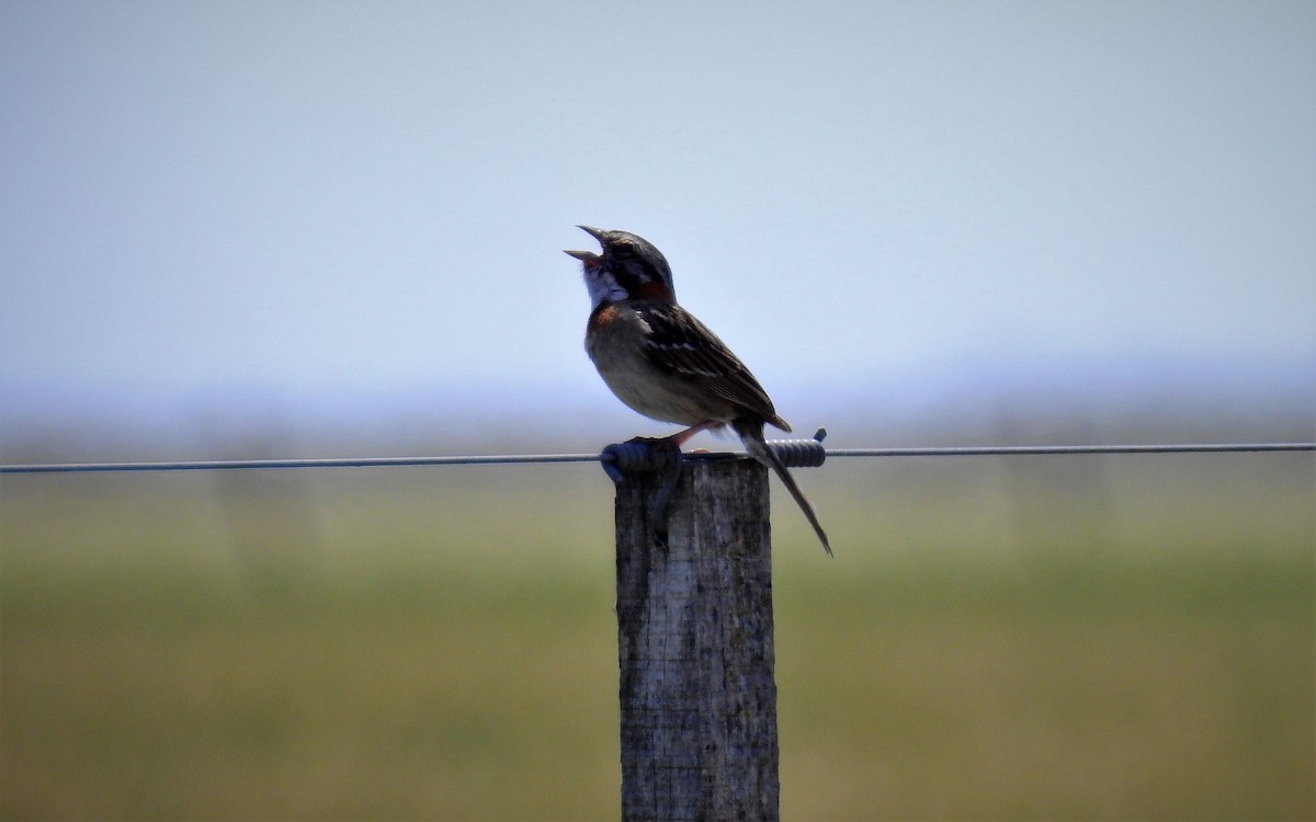 Rufous-collared Sparrow - Marcela Sonia García