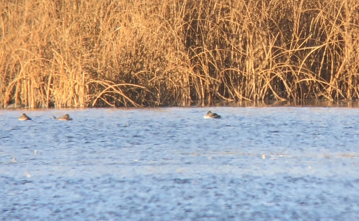 Horned Grebe - ML76810821