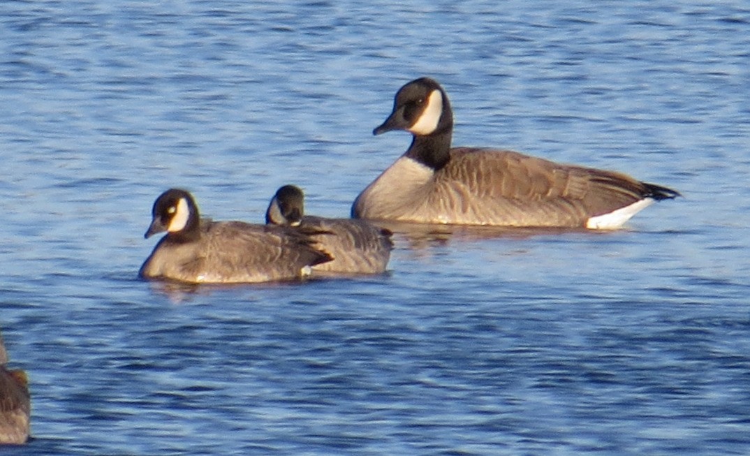 Cackling Goose - Pam Campbell