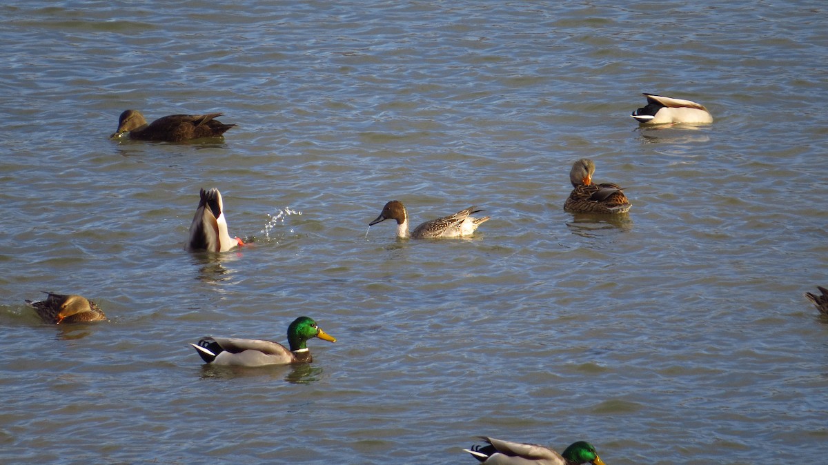 Northern Pintail - ML76811801