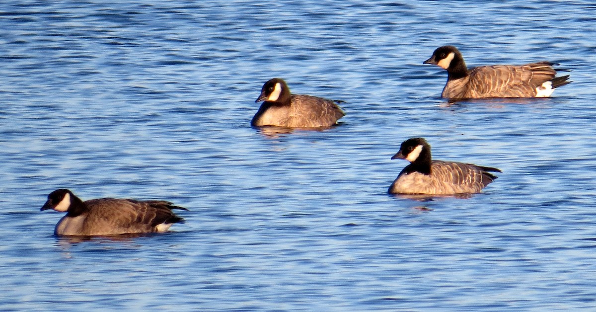 Cackling Goose - Pam Campbell