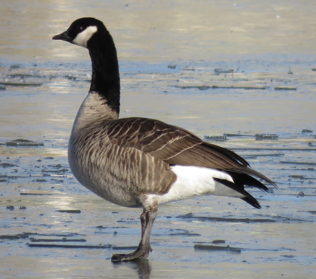 Canada Goose - Jan Thom