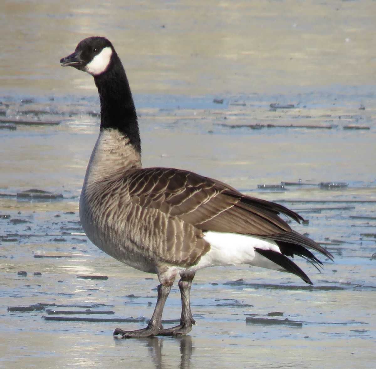 Canada Goose - Jan Thom