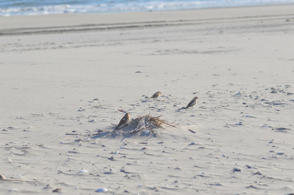 Snow Bunting - ML76812901