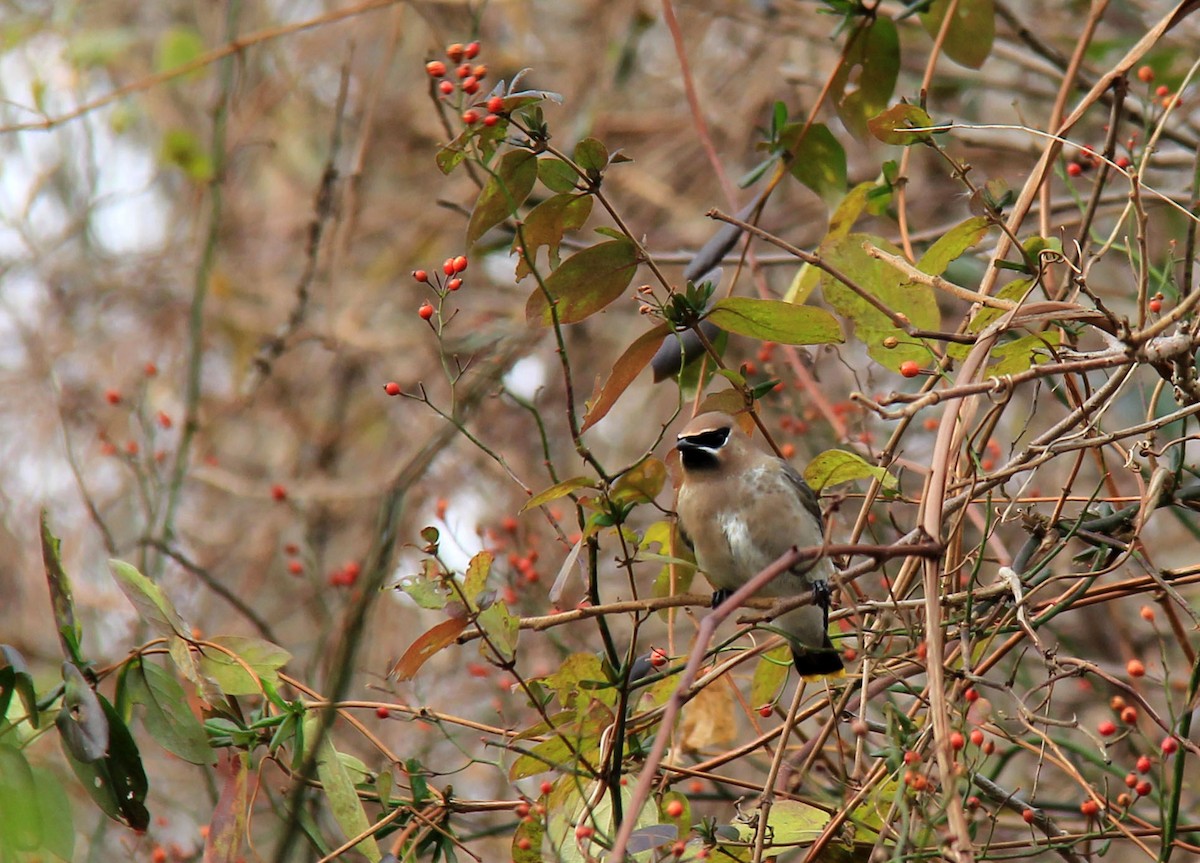 Cedar Waxwing - ML76816451