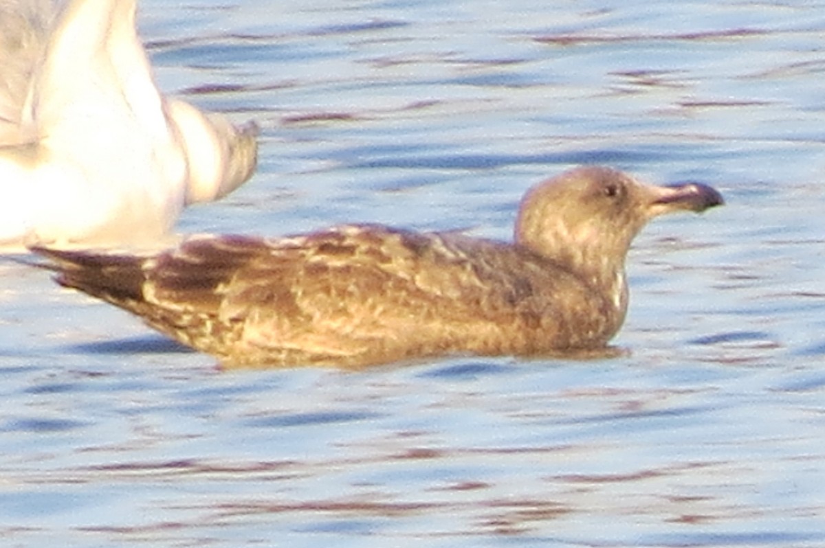 Herring Gull - ML76818891