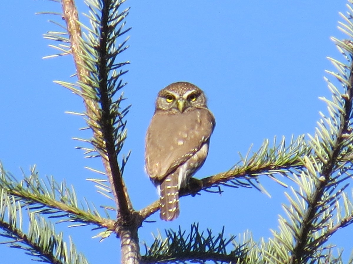 Northern Pygmy-Owl - Rich Ferrick