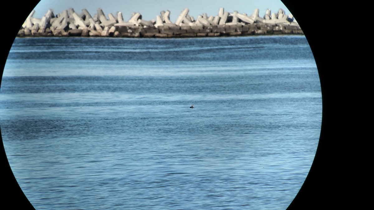 Red-throated Loon - Deborah Dohne