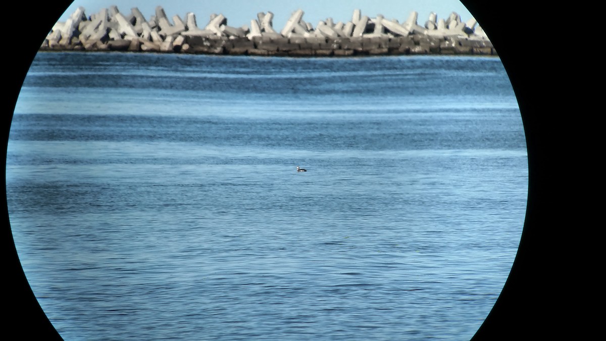 Red-throated Loon - Deborah Dohne