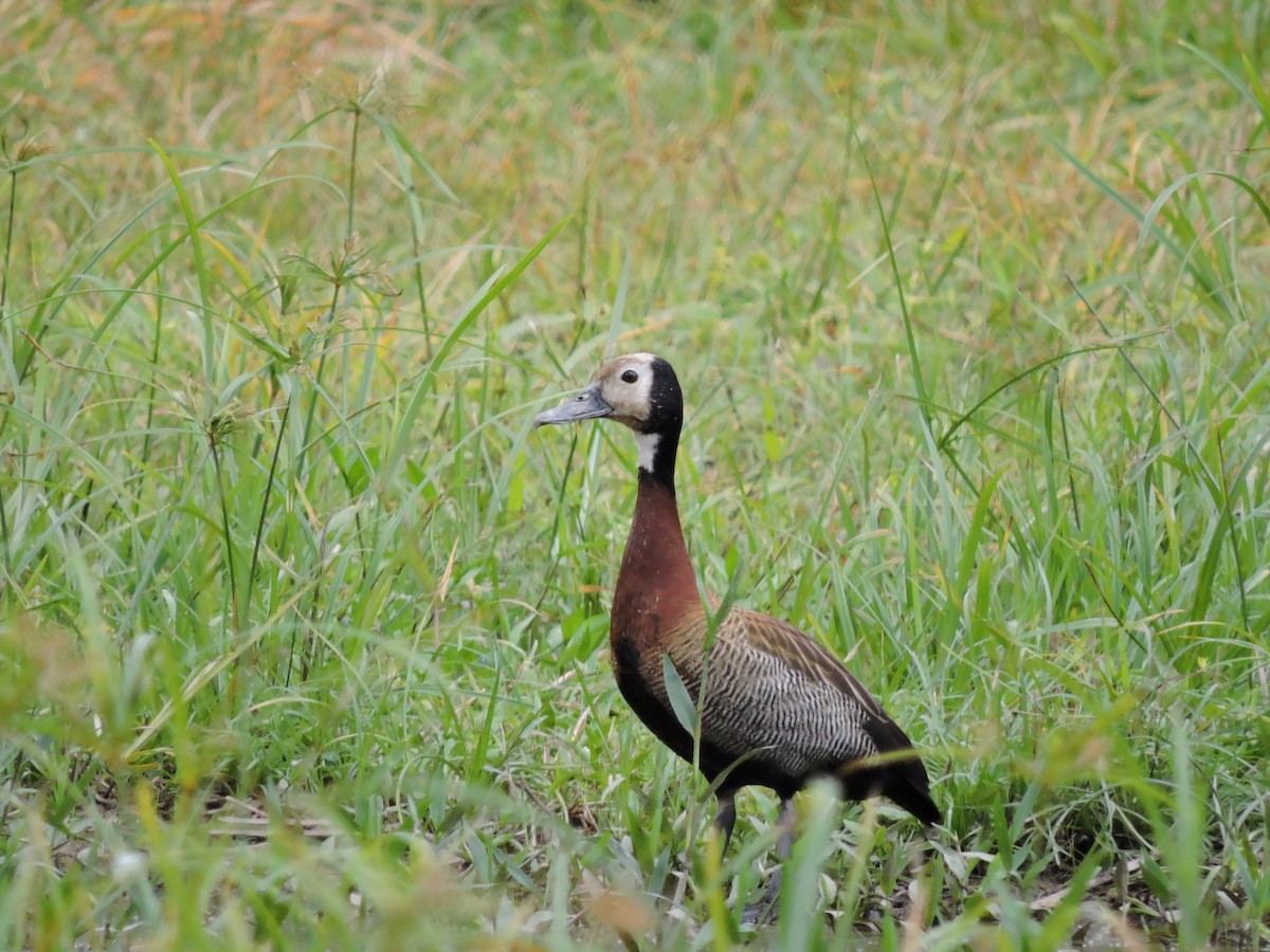 White-faced Whistling-Duck - ML76821811