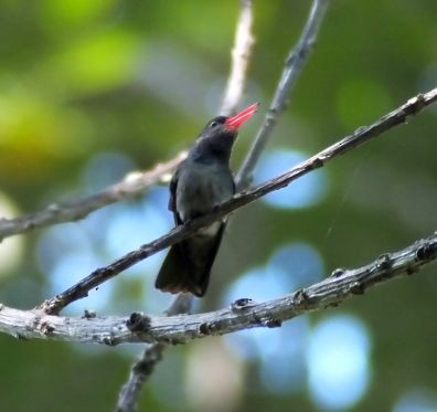 Blue-throated Goldentail - ML76822891