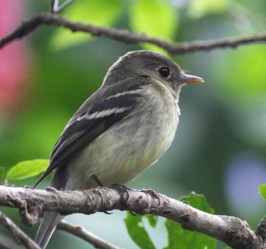 Yellow-bellied Flycatcher - Pat O'Donnell