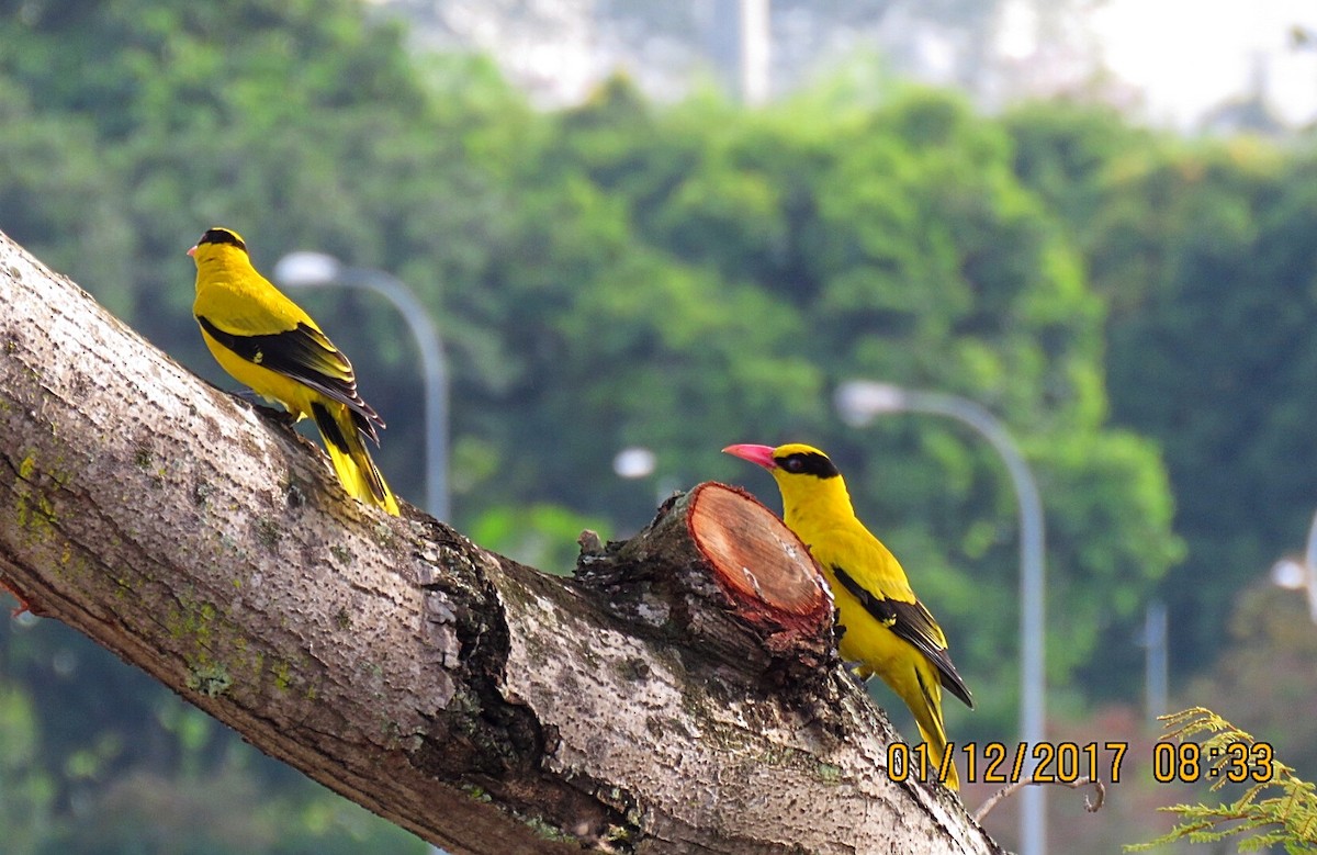 Black-naped Oriole - ML76823691