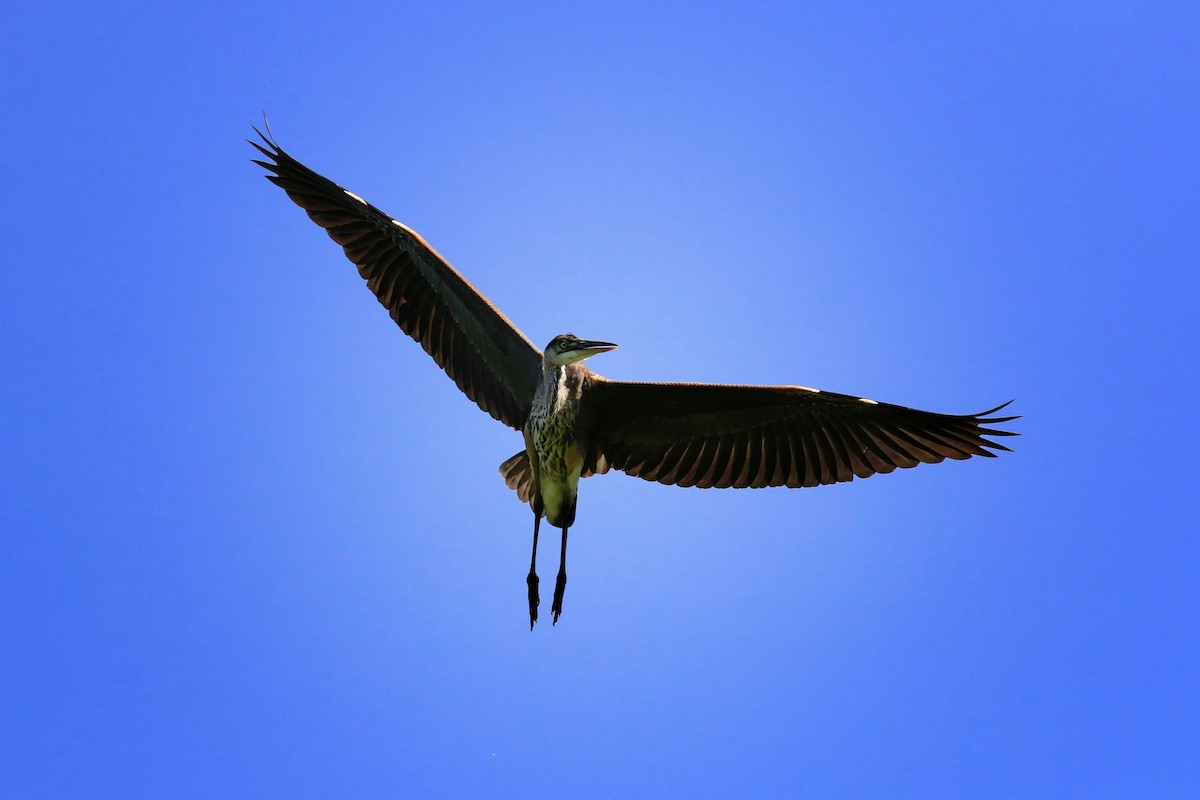 Great Blue Heron - Denis Tétreault
