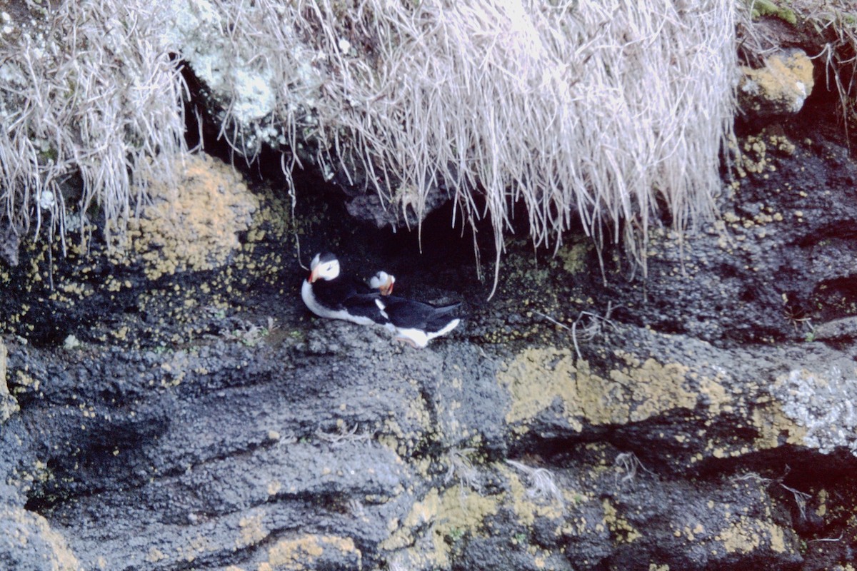 Horned Puffin - ML76826171