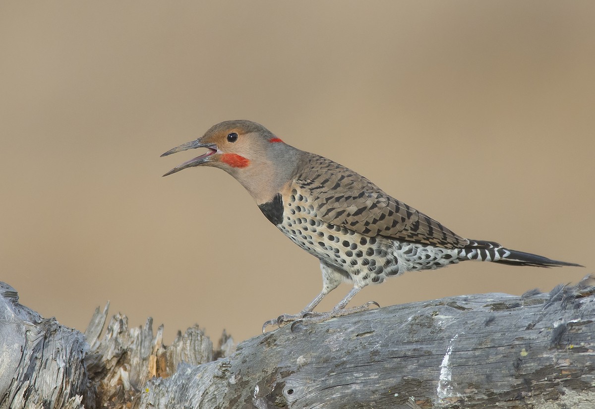 Northern Flicker - Jerry Ting