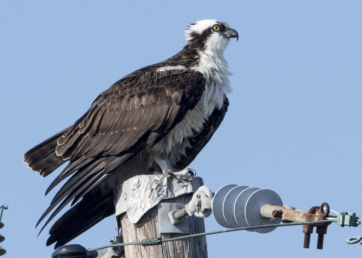 Osprey (carolinensis) - Michael Linz