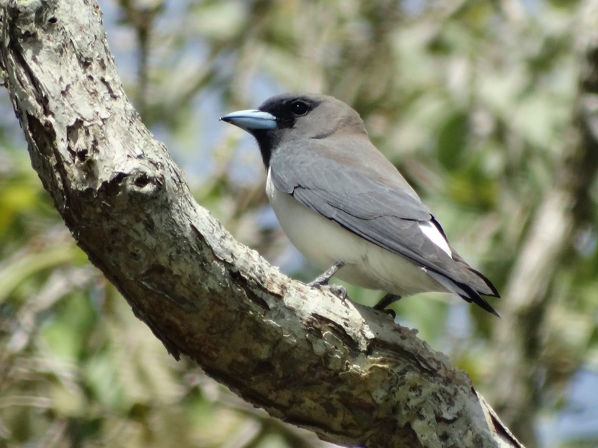 White-breasted Woodswallow - ML76828111