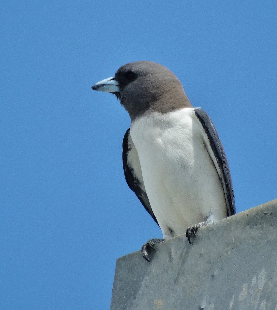 White-breasted Woodswallow - ML76828181