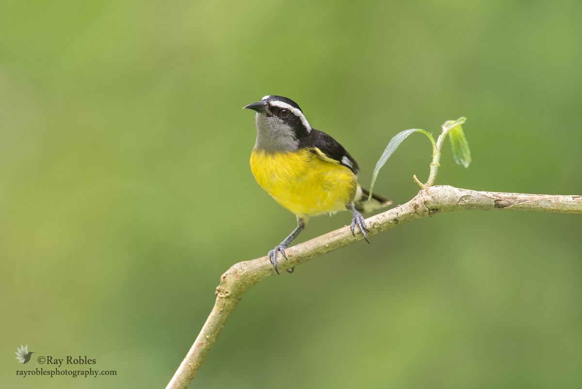 Bananaquit - ML76829531